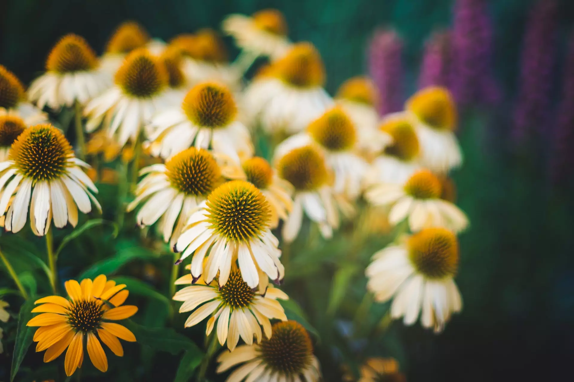 Vårblommor