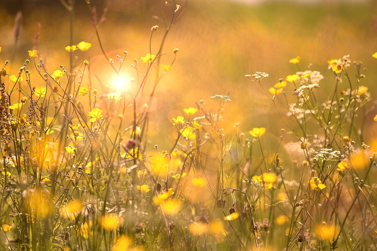 sommarbild